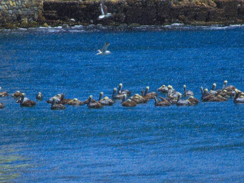 PELICANOS E GAIVOTAS