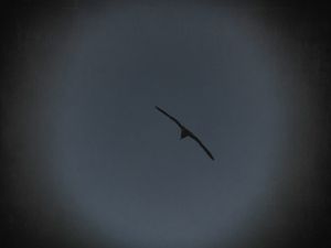 GAIVOTA A NOITE