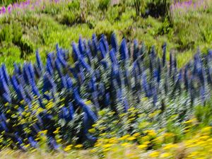 FLORES DO CHILE