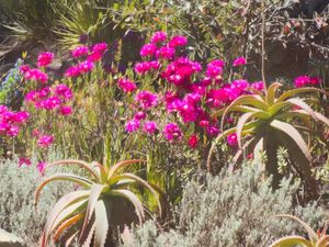 FLORES CHILE