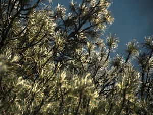 COLORADO GREEN