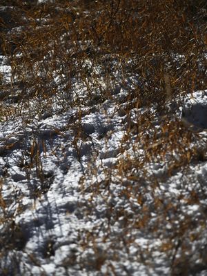 NEVE E GRAMA