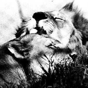 CASAL LEONINO 00