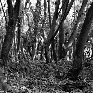 TRONCOS NO BOSQUE EM P&B 00