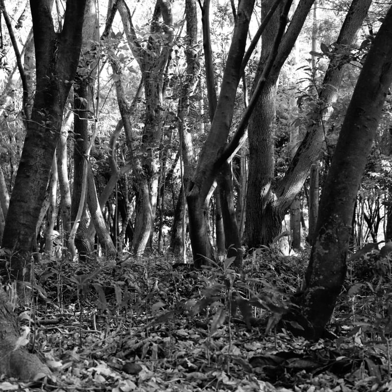 TRONCOS NO BOSQUE EM P&B 00