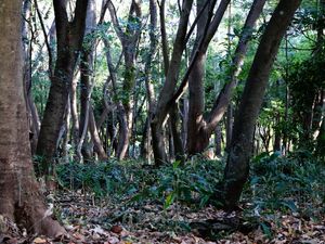 TRONCOS NO BOSQUE