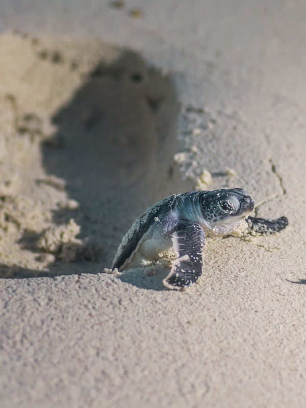 BABY TURTLE