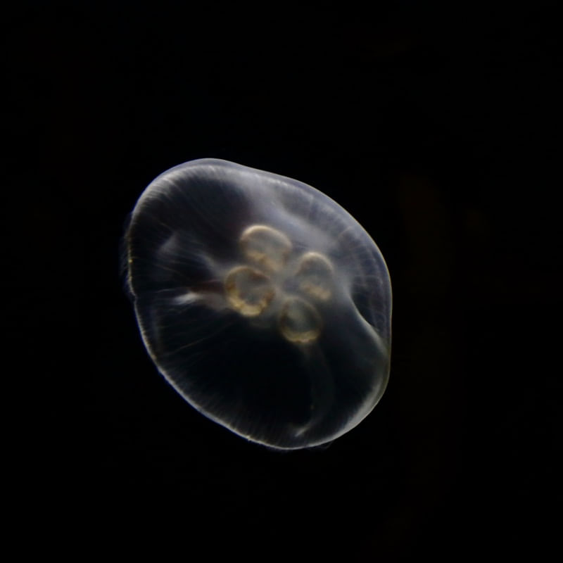 MEDUSA DO MAR