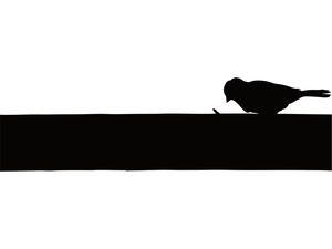 BIRD - DV