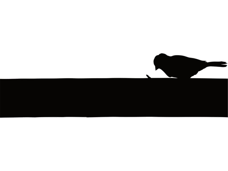 BIRD - DV