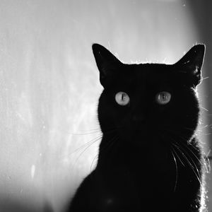 OLHAR DE SOMBRA