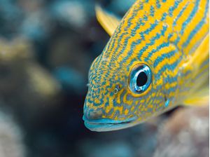 PEIXE AMARELO