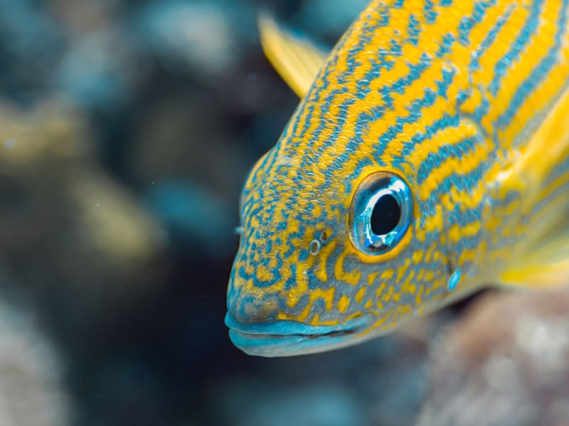 PEIXE AMARELO