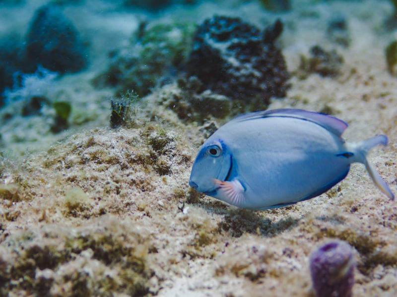 PEIXE BARBEIRO AZUL