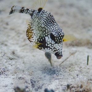 PEIXE COZUMEL 1X1