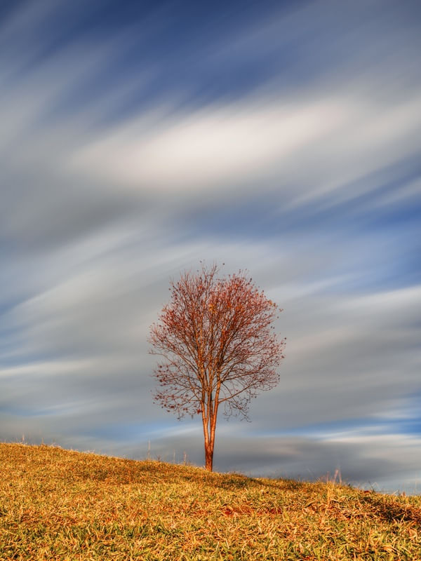 ÁRVORE E NUVENS