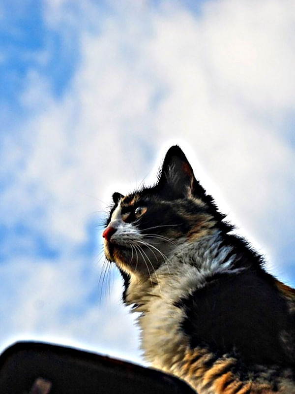 CAT-AMORA
