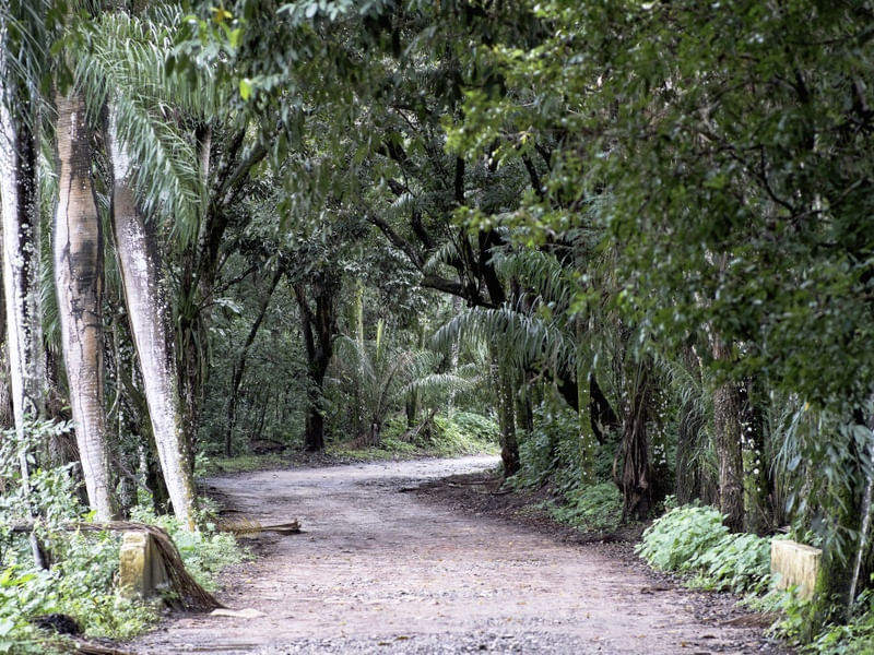 O CAMINHO DO BOSQUE