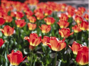 TULIPAS VERMELHAS