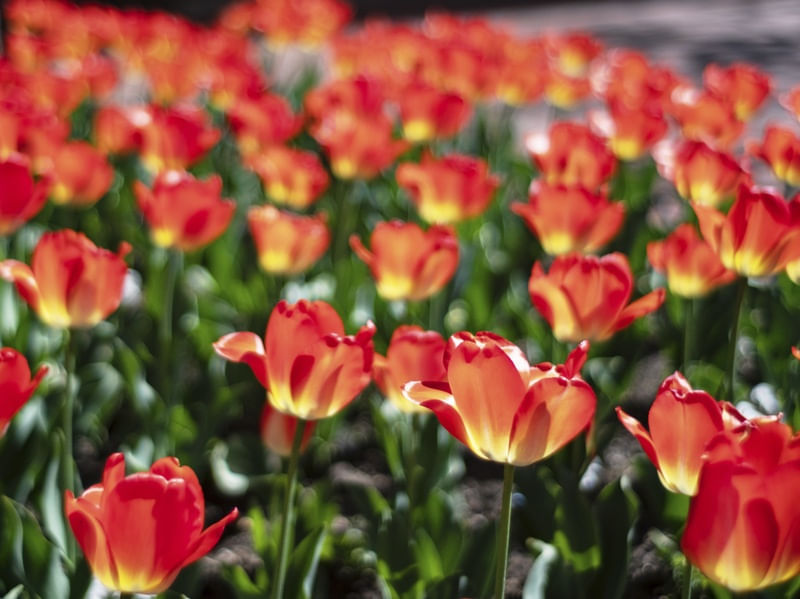 TULIPAS VERMELHAS