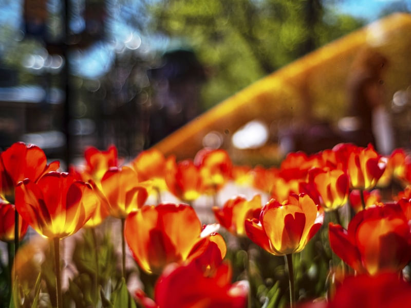 TULIPAS & FLARE