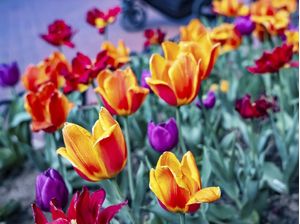 JARDIM COM TULIPAS