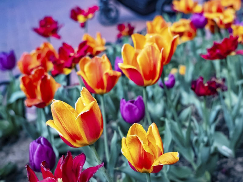 JARDIM COM TULIPAS