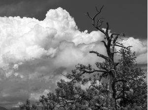 GALHOS & NUVENS