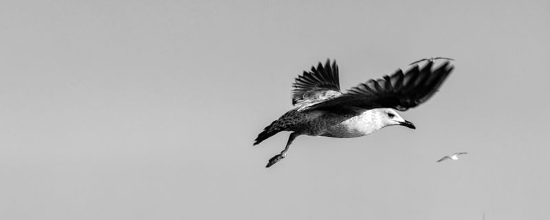 GAIVOTA PORTUGUESA