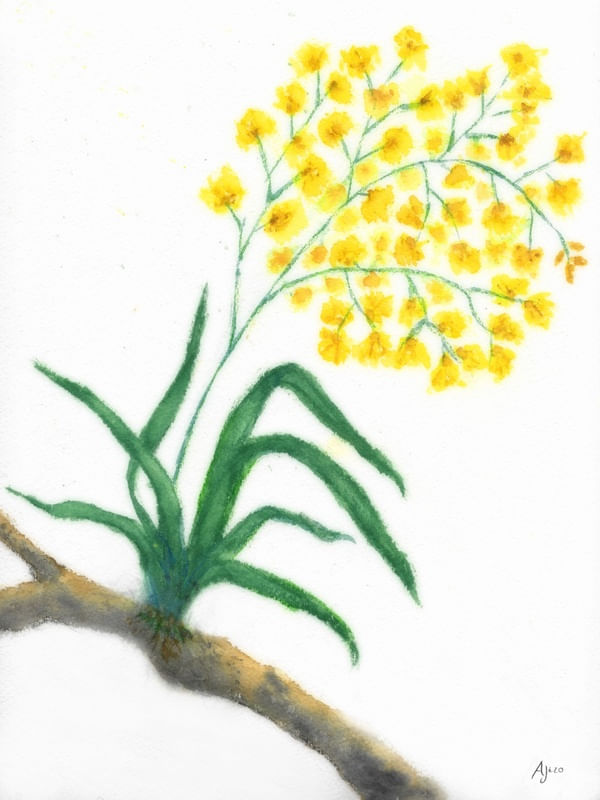 ORQUÍDEA AJR1