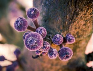 FRUTINHAS MISTERIOSAS