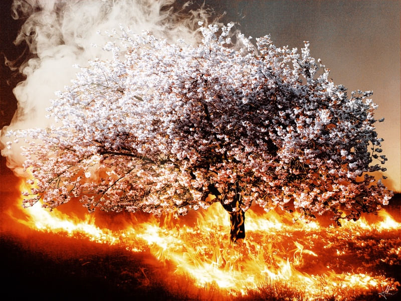 TREE ON FIRE