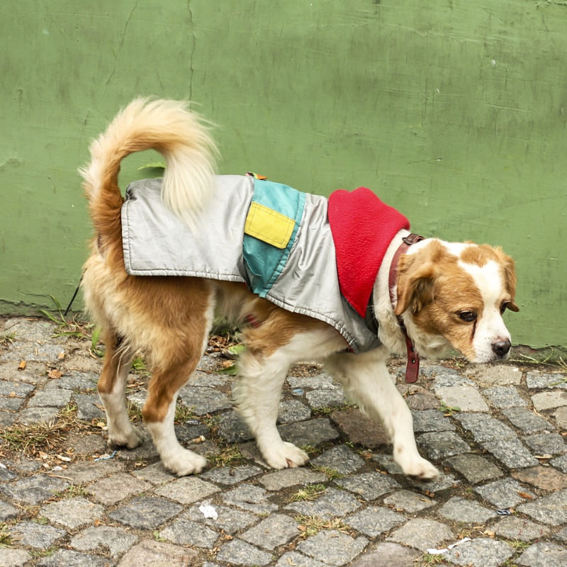 CACHORRO DE ROUPINHA