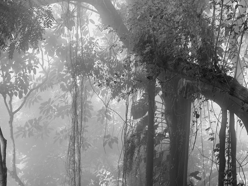 FOG E FLORESTA