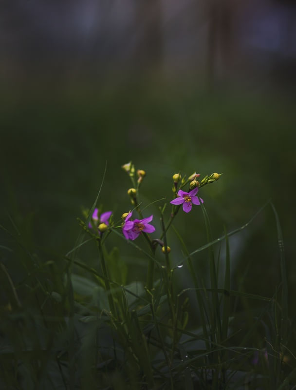 JARDIM APARTADO