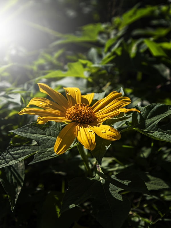 AMARELO AO SOL