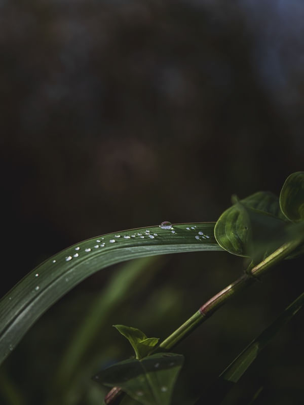 O VERDE DAS GOTAS