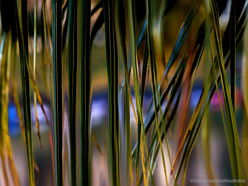 ABSTRATO NATUREZA