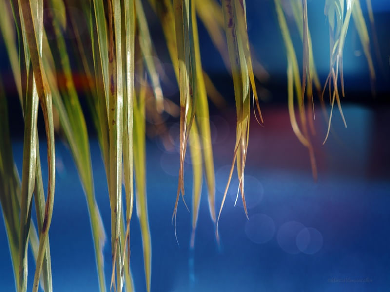 ABSTRATO NATUREZA2