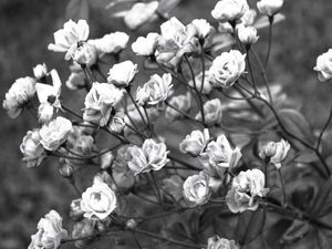 ROSAS BRANCAS ARTISTA GLORIA RIMES