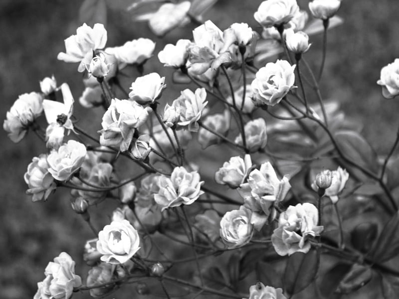 ROSAS BRANCAS ARTISTA GLORIA RIMES