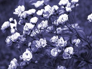 ROSAS AZULADAS ARTISTA GLORIA RIMES