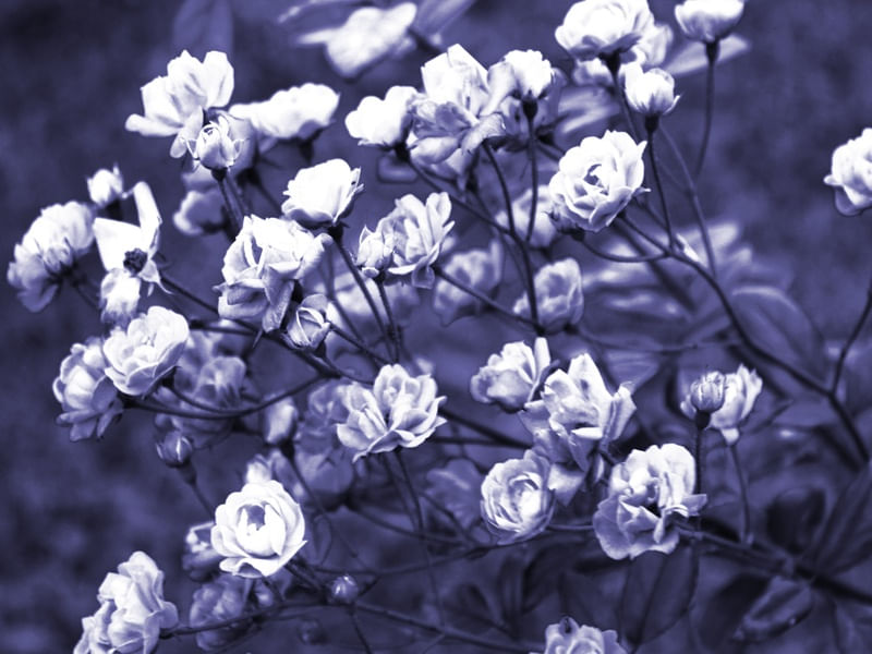 ROSAS AZULADAS ARTISTA GLORIA RIMES