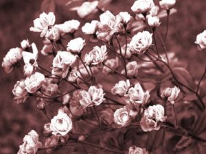 ROSAS ROSADAS DA ARTISTA GLORIA RIMES