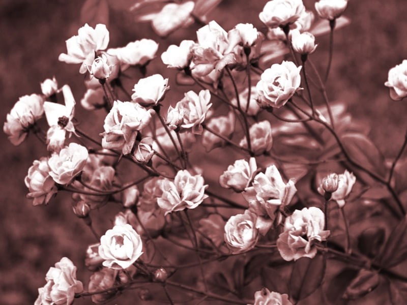 ROSAS ROSADAS DA ARTISTA GLORIA RIMES