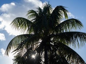 O COQUEIRO E O SOL
