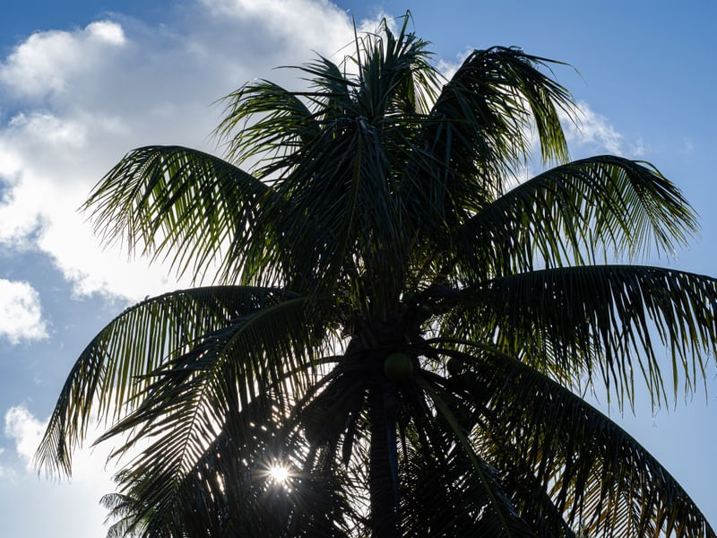 O COQUEIRO E O SOL