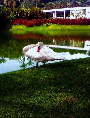 A POSE DO CISNE