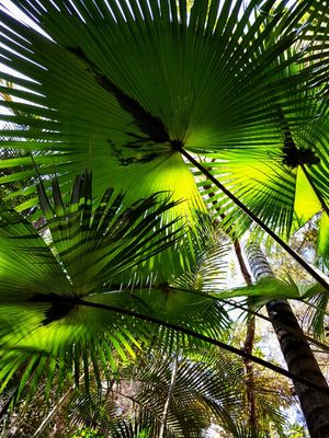 FLORESTA E PLANTAS VERDES