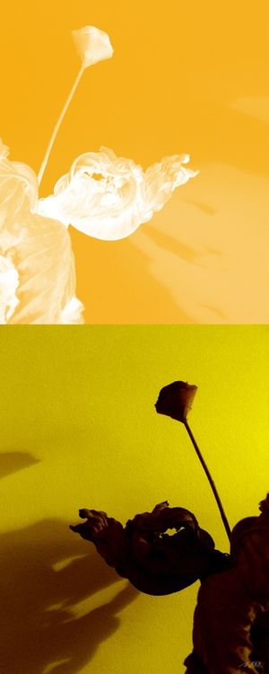 DIÁLOGO COM AS SOMBRAS I